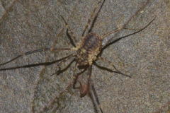 Lophopilio palpinalis