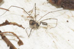 Mitostoma chrysomelas