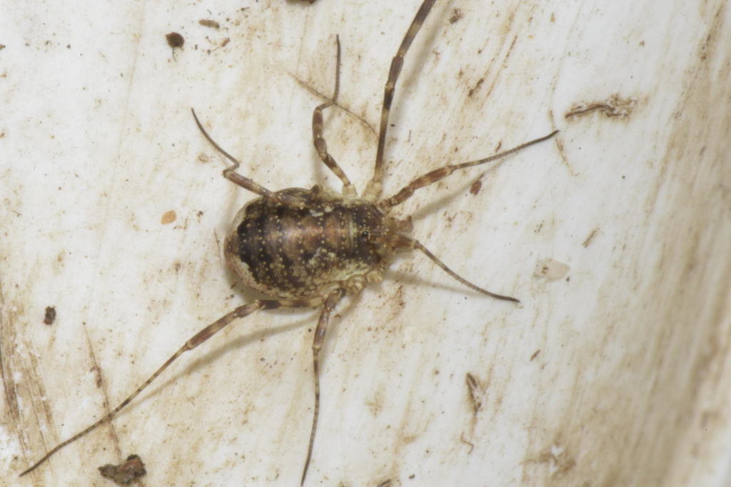 Oligolophus hansenii, photo 1 of 10