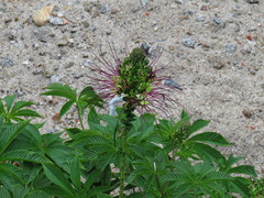 Cleome lechleri