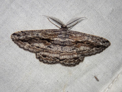 Scioglyptis chionomera