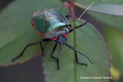 Rhyssocephala infuscata