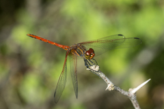 Dythemis rufinervis