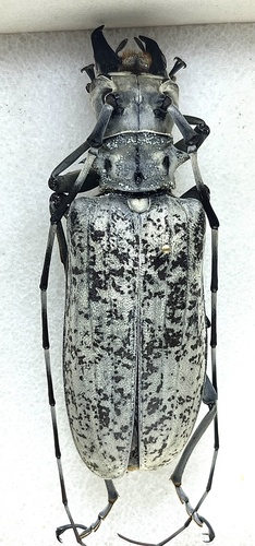 Pseudomeges
