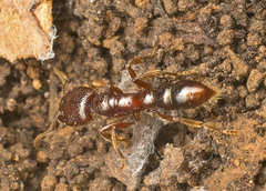 Amblyopone australis