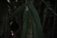 Pfeiffera monacantha