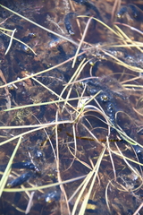 Sparganium hyperboreum