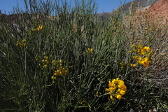 Senna crassiramea