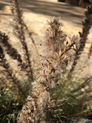 Liatris punctata mucronata