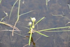 Sparganium hyperboreum
