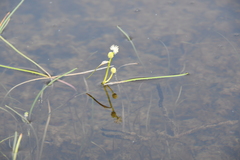 Sparganium hyperboreum