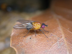 Sapromyza sciomyzina