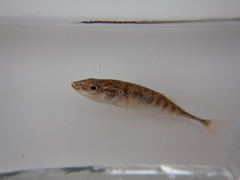 Pungitius pungitius
