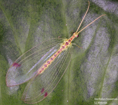 Norfolius howensis