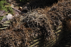 Tillandsia caliginosa