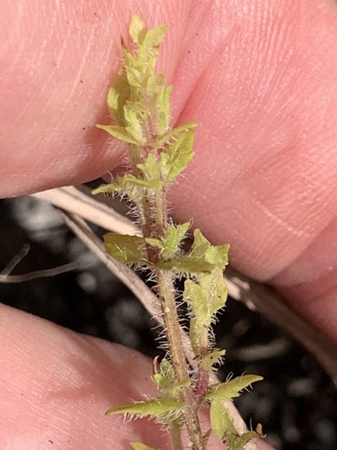 shaggy hedgehyssop (Gratiola pilosa)