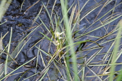 Sparganium hyperboreum