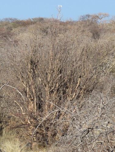 Sesamothamnus guerichii, photograph 6