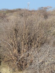 Sesamothamnus guerichii, photograph author not stated, no rights reserved