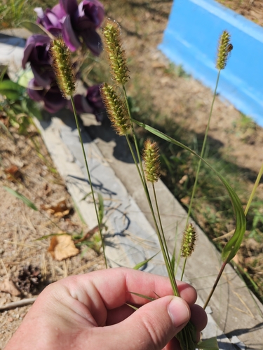yellow foxtail
