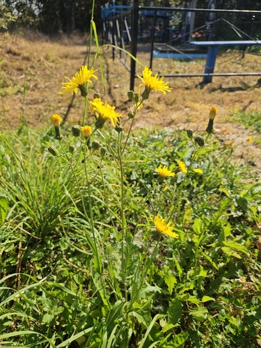 Perennial Sow Thistle