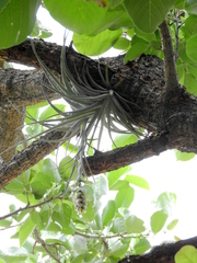 Tillandsia pohliana