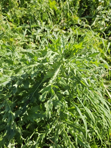 creeping thistle