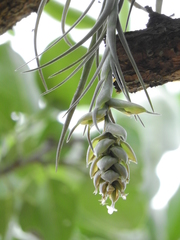 Tillandsia pohliana