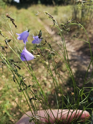 Common Harebell