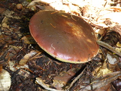 Boletus regineus