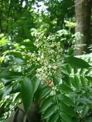 Sambucus australis