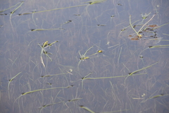 Sparganium hyperboreum