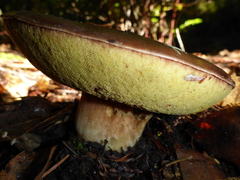 Boletus regineus