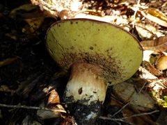 Boletus regineus