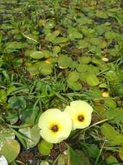 Hydrocleys nymphoides