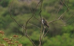 Elliotomyia chionogaster