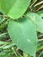 Dendrocnide meyeniana