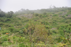 Elliotomyia chionogaster