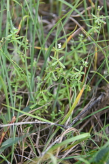 Galium brandegeei