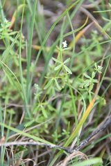 Galium brandegeei