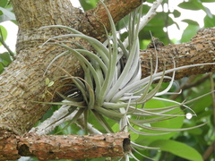 Tillandsia pohliana