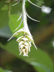 Tillandsia pohliana