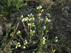 Galitzkya spathulata