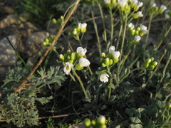 Galitzkya spathulata