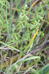Galium brandegeei