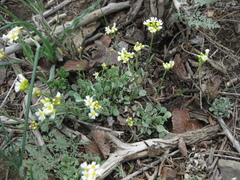Galitzkya spathulata