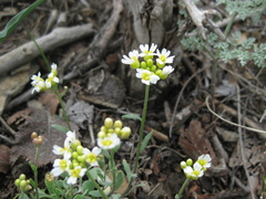 Galitzkya spathulata