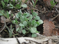 Galitzkya spathulata