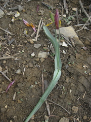 Tulipa patens