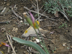 Tulipa patens
